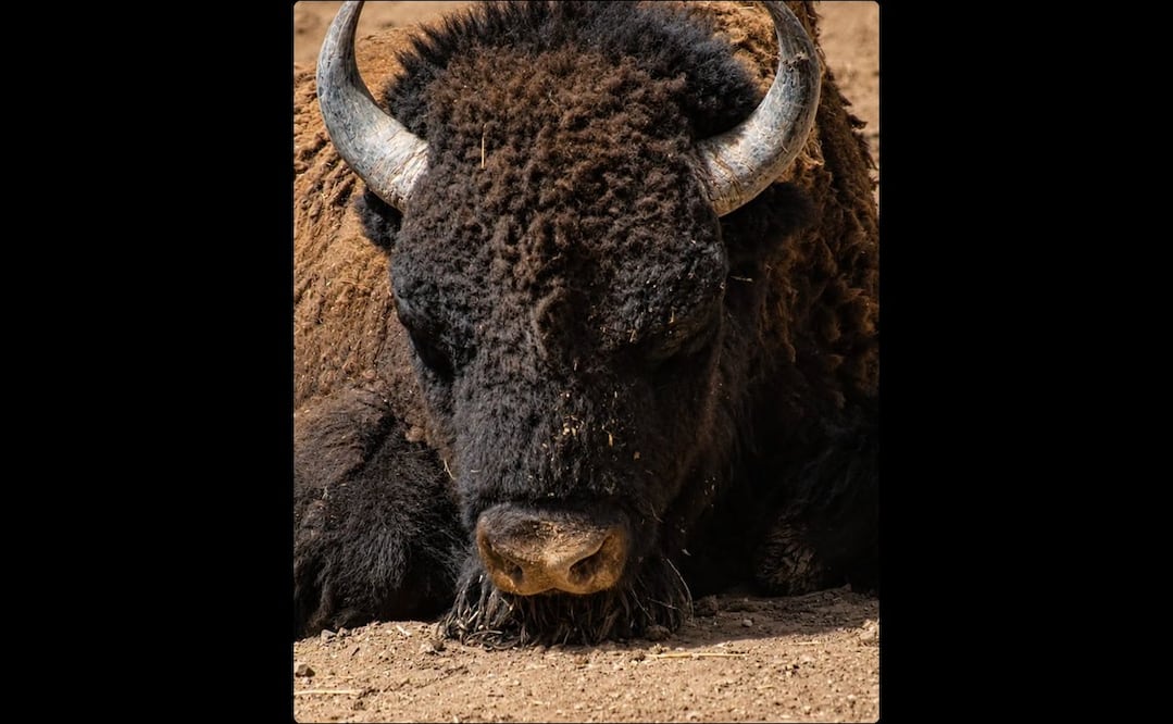 La administración del zoológico informó que el bisonte presentaba lesiones a causa del enfrentamiento con otro ejemplar. Foto: Facebook