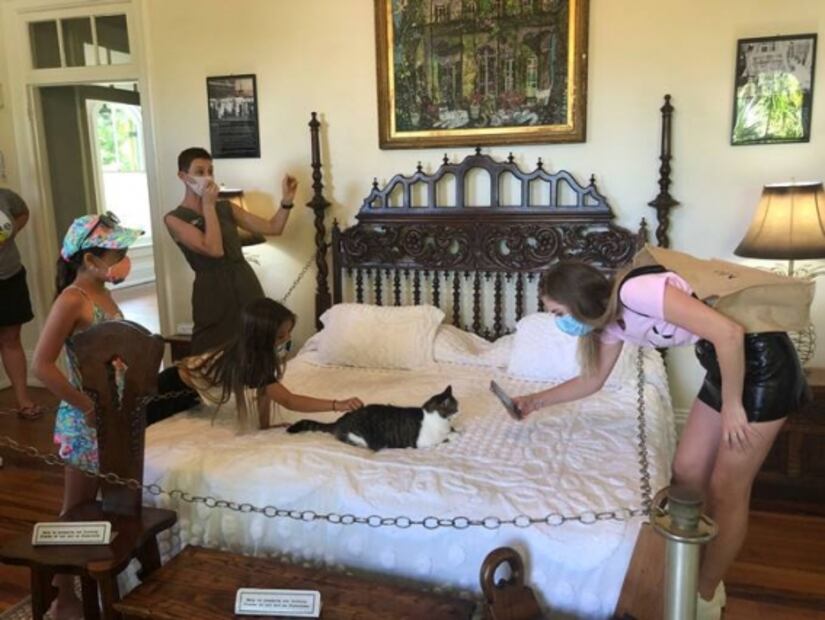 Casa de Hemingway en Florida sobrevive a la pandemia gracias a sus gatos mutantes