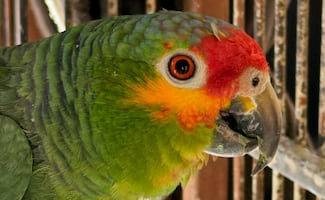 Profepa localiza ocho aves protegidas en domicilio de Hidalgo; resguarda tucanes, pericos y loros sin legal procedencia