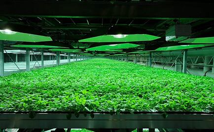 ¿Terapia para alzheimer con derivado del tabaco?