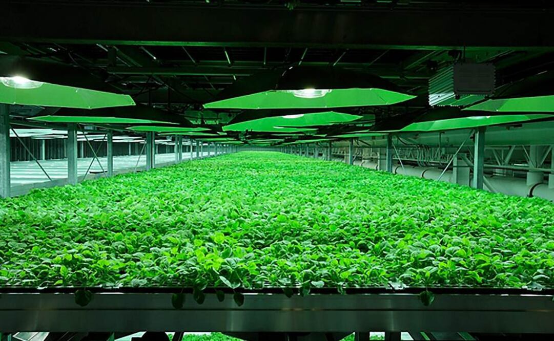 La cotinina es de fácil absorción, por lo que un anciano podría tomar una píldora al día y comenzaría a acumularse en el cerebro. Archivo / EL UNIVERSAL