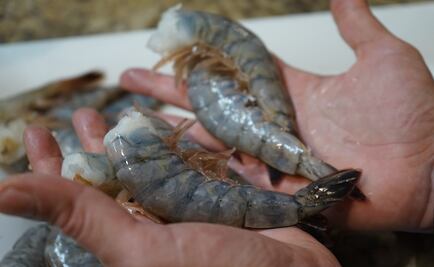 Conoce El Colectivo Maya, la nueva iniciativa de “Pesca con futuro”