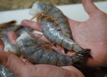 Conoce El Colectivo Maya, la nueva iniciativa de “Pesca con futuro”