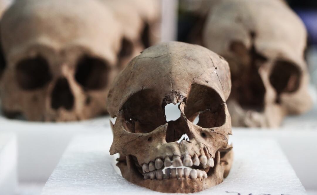 Skulls found in the tzompantli – Photo: Ariel Ojeda /EL UNIVERSAL