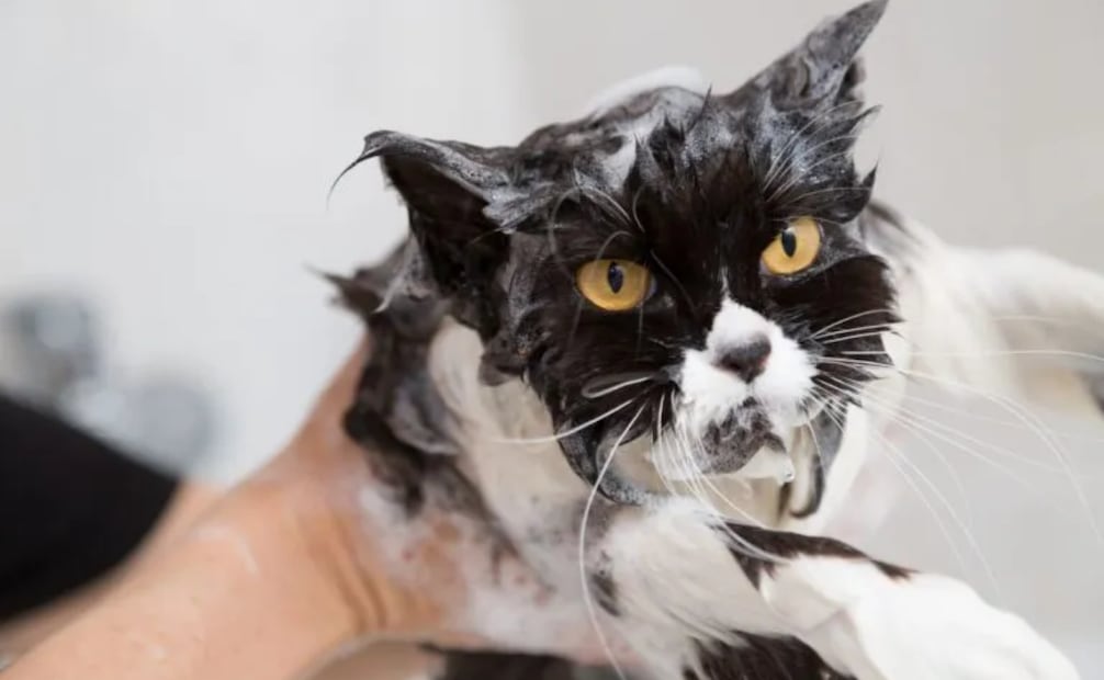 Ten cuidado con sus orejas y sus ojos, evita mojar y tallar con jabón estas áreas. Foto: Zooplus