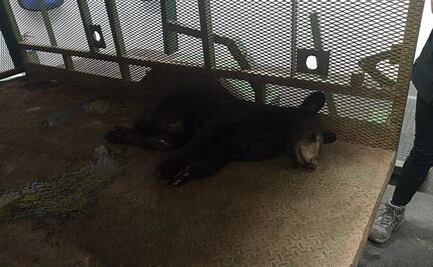 Balean a oso de siete meses en Nuevo León; presentarán denuncia ante la FGR  