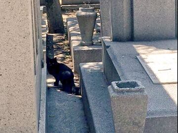 Preocupa maltrato a gatos en Panteón de Dolores