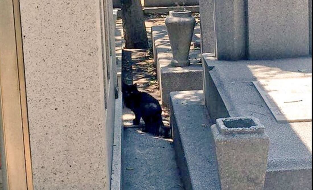 Preocupa maltrato a gatos en Panteón de Dolores