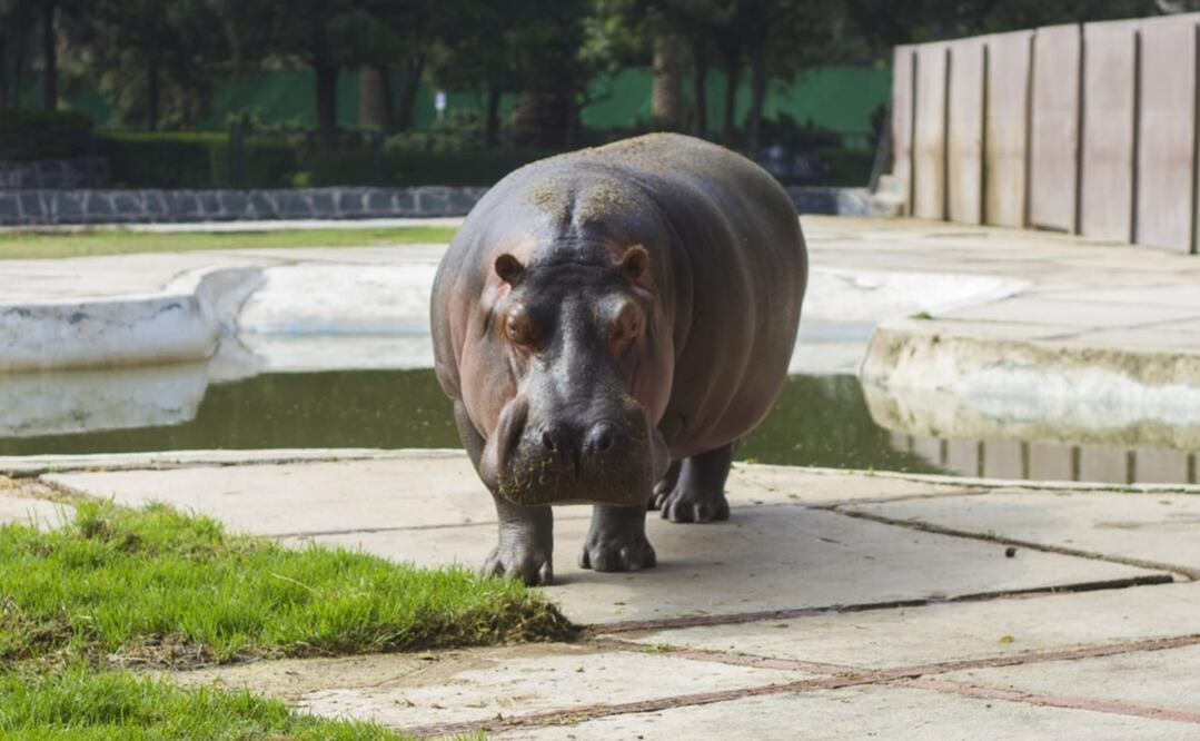 Inés era la hipopótama más longeva del Zoológico de San Juan de Aragón Foto: Sedema