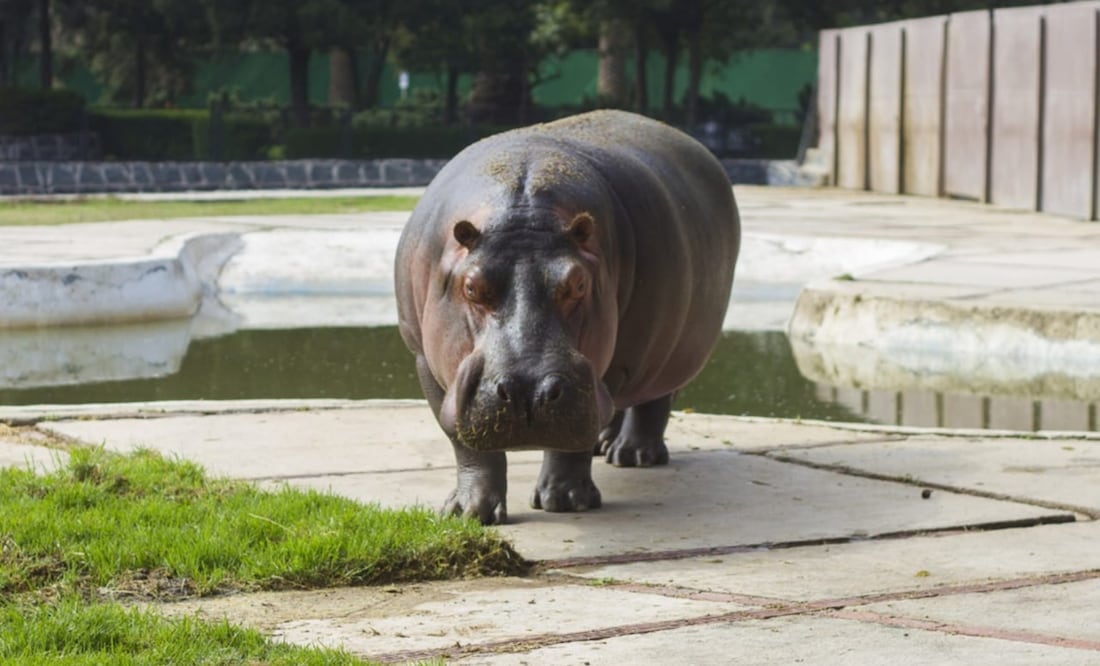 Inés era la hipopótama más longeva del Zoológico de San Juan de Aragón Foto: Sedema