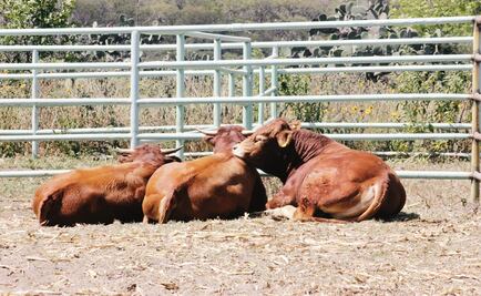 Tamaulipas busca mantener exportación de ganado a EU