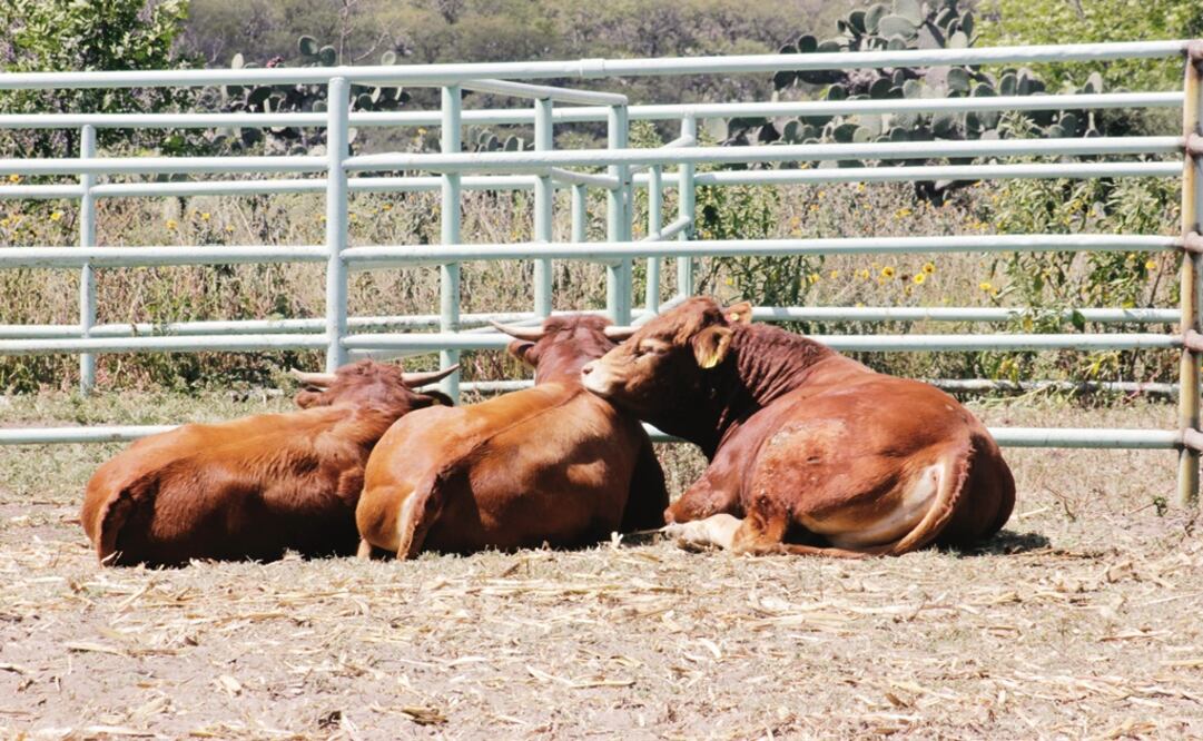 Foto: Archivo/ EL UNIVERSAL                                   