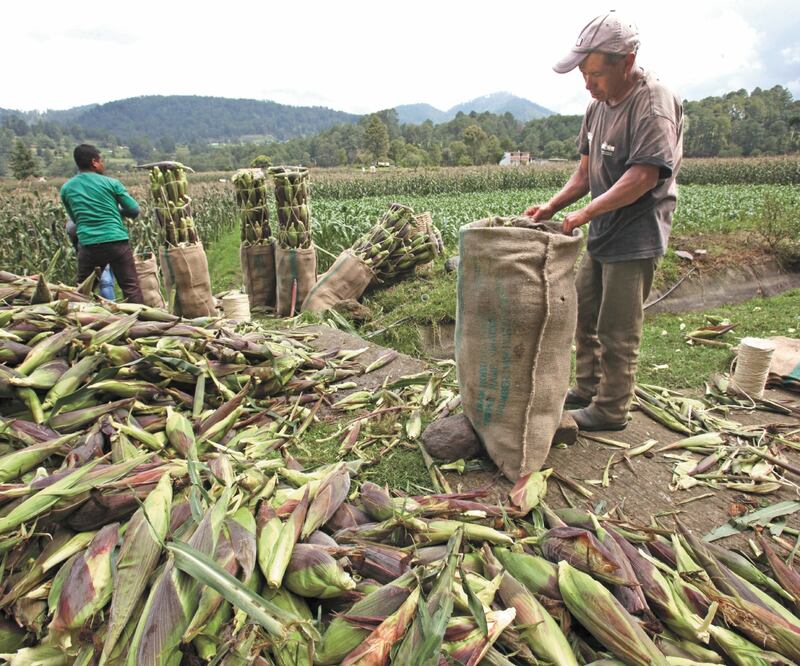 La agricultura de conservación ayuda a mantener la humedad y esto se consideraba algo imposible, afirman expertos. Foto/ARCHIVO EL UNIVERSAL