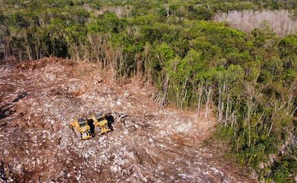 Por obras de Tren Maya, deforestación avanza en la selva