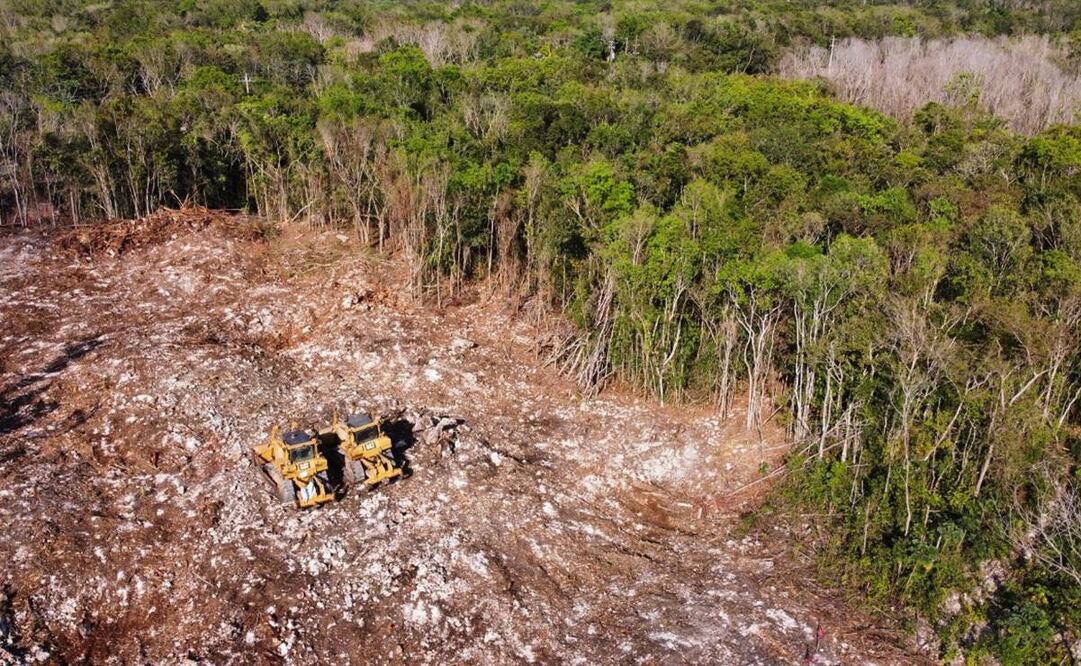 Hace un mes inició la tala de vegetación virgen en la selva maya, que incluye árboles de chicozapote, chacá, chechén y palma chit. Foto: Diego Prado/EL UNIVERSAL