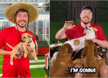 MrBeast rescata a 100 perritos y los da en adopción: VIDEO