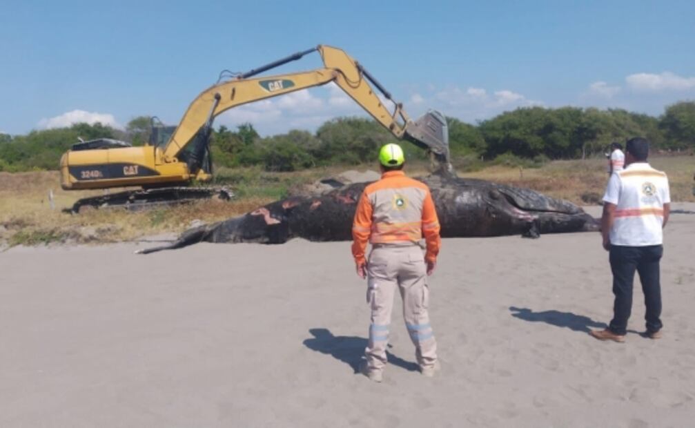 Hallan una ballena jorobada varada y muerta en playas de Tonalá, Chiapas