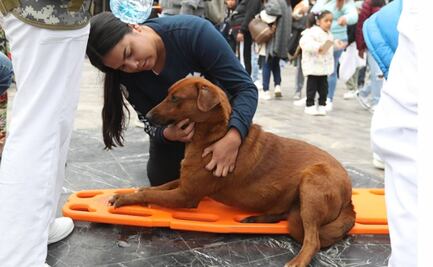 VIDEO: Paramédicos rescatan a perro peregrino de deshidratación en la Basílica de Guadalupe