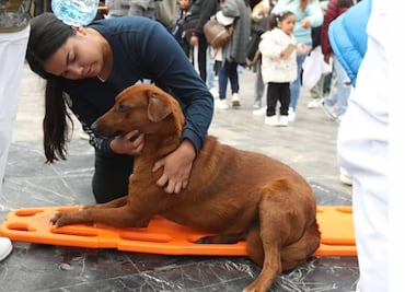 VIDEO: Paramédicos rescatan a perro peregrino de deshidratación en la Basílica de Guadalupe