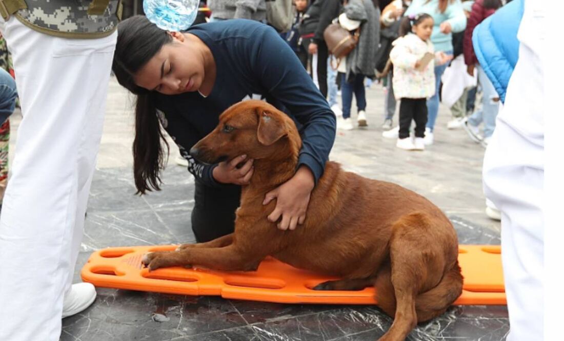 Paramédicos dan agua a perrito. Foto: Berenice Fregoso