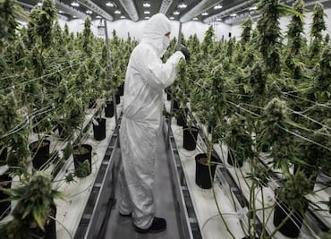 Cofepris atiende 60 amparos para uso recreativo de marihuana en Yucatán