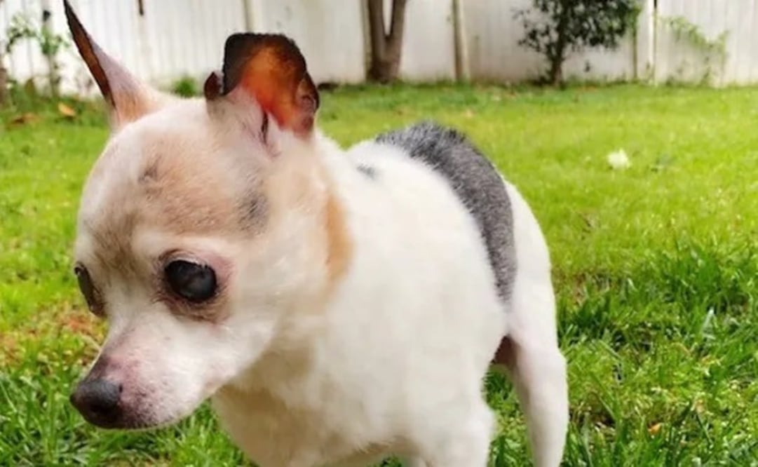 Foto: Instagram @pebbles_since_2000