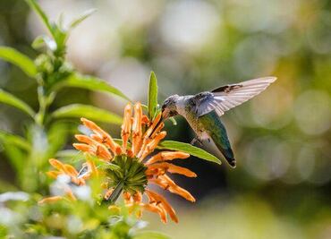 Hasta nueve años de cárcel para quien capture o mate colibríes; Profepa advierte que son usados para amarres de amor