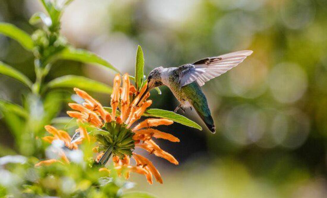 Nueve años de cárcel y tres mil días de multa a quien ponga en riesgo, capture o asesine colibríes. Imagen ilustrativa. Fuente: Freepik.