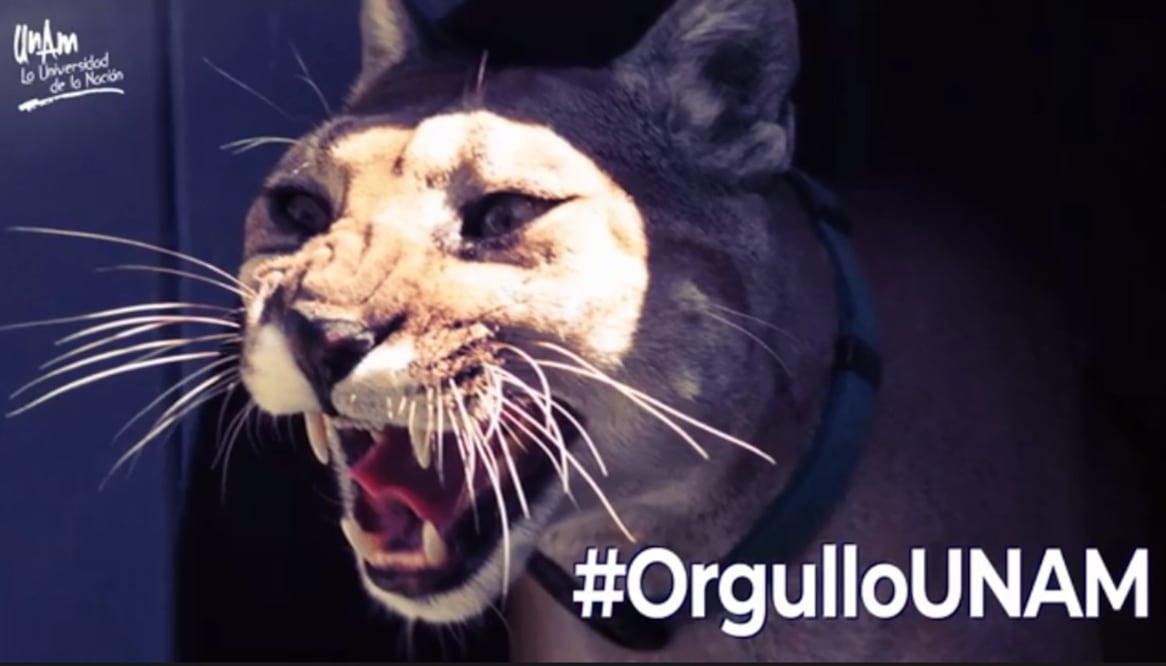 Foto: tomada de video