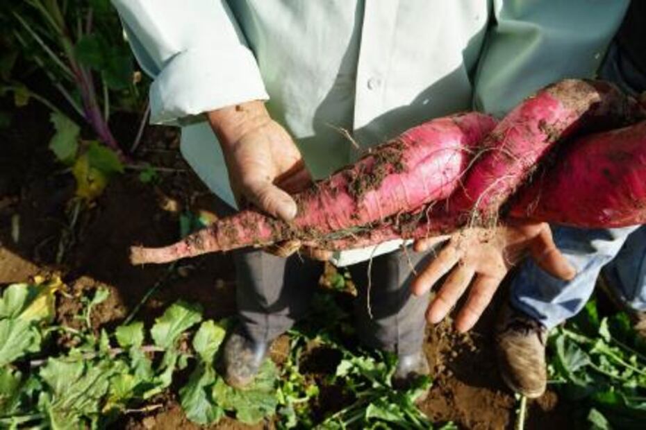 Noche de Rábanos, lo que debes saber de esta fiesta navideña en Oaxaca