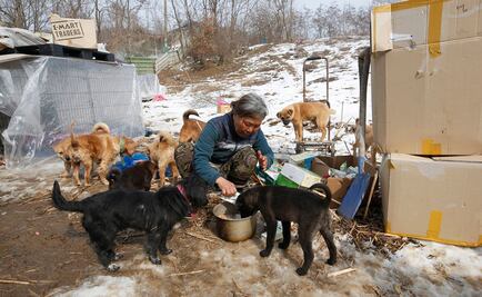 Surcoreana rescata a más de 200 perros de ser comidos