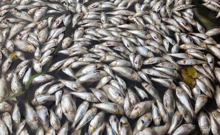 Aparecen miles de peces muertos en Villahermosa