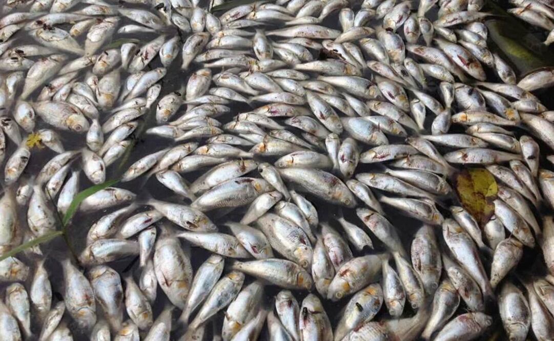 Foto: Luma López / EL UNIVERSAL