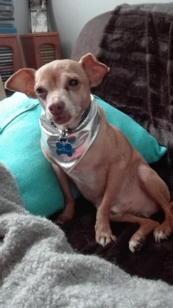 ¿Cuál es el nombre más popular entre los perros de México? 