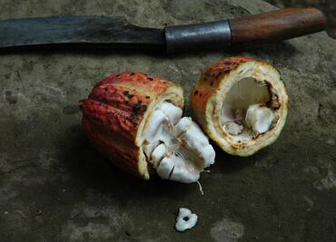 Visita el Festival del Cacao Mexicano