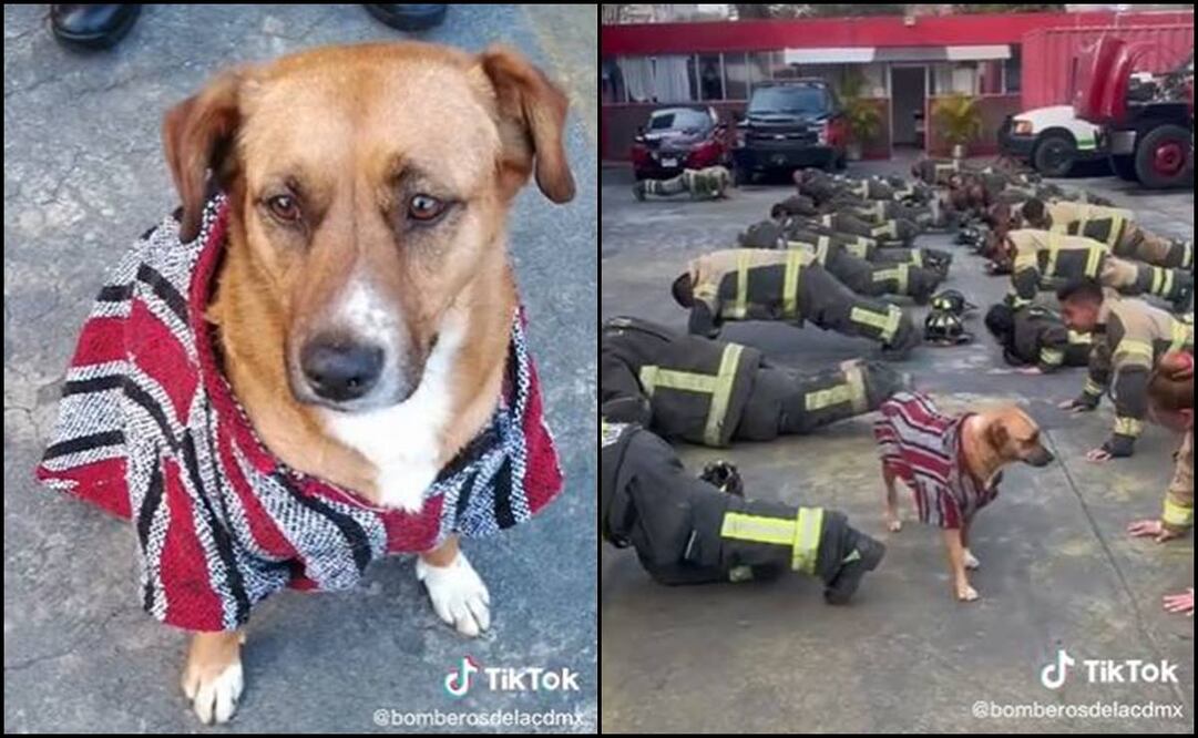 Él es Pepe. Foto: Captura de pantalla de @bomberosdelacdmx