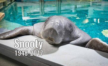 Muere el manatí más viejo del mundo tras cumplir 69 años