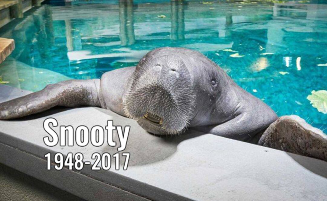 (Foto: Facebook del Museo del Sur de Florida)