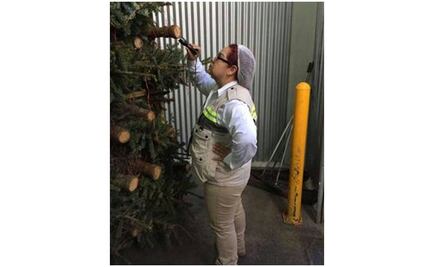 Profepa impide entrada de 2 mil 130 árboles de Navidad al país