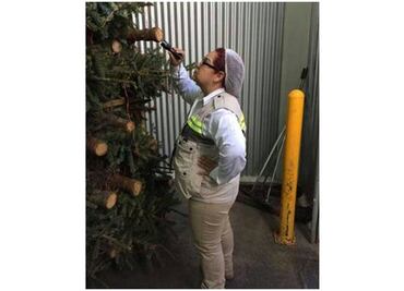 Profepa impide entrada de 2 mil 130 árboles de Navidad al país