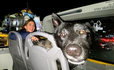 Habrá tours nocturnos para perritos y sus humanos en CDMX