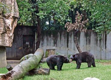 Zoológicos alientan venta ilegal de especies: expertos