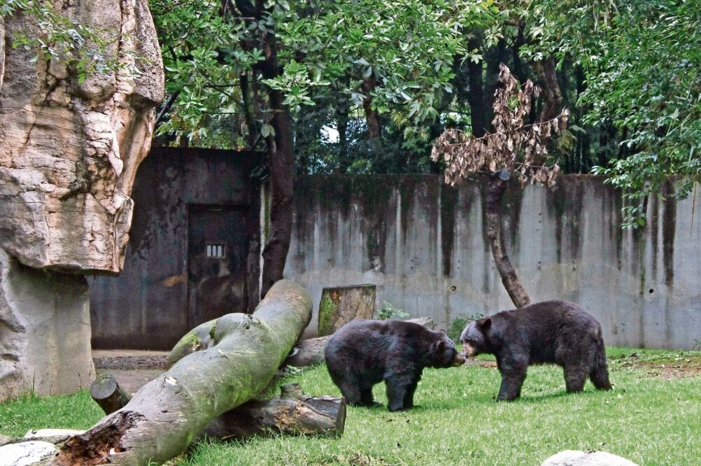 Cada ocho años, el Zoológico de Chapultepec realiza una compra masiva de animales en peligro de extinción y silvestres para llenar las jaulas para su exhi b ic ió n , aunque muchos mueren a un año de haber llegado (JENIFER NAVA. EL UNIVERSAL)