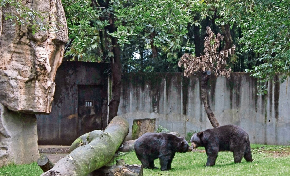 Cada ocho años, el Zoológico de Chapultepec realiza una compra masiva de animales en peligro de extinción y silvestres para llenar las jaulas para su exhi b ic ió n , aunque muchos mueren a un año de haber llegado (JENIFER NAVA. EL UNIVERSAL)