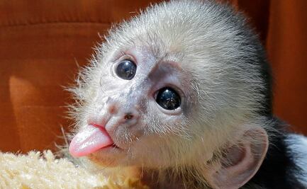 Piden prohibir selfies con primates para evitar contacto animal-humano