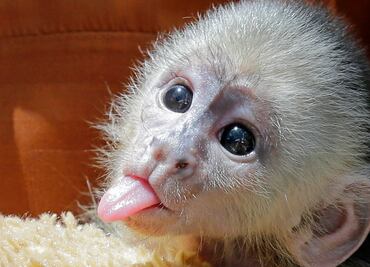 Piden prohibir selfies con primates para evitar contacto animal-humano