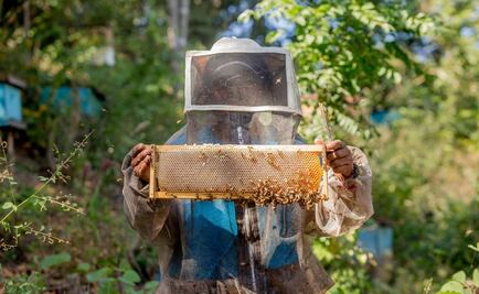 Obtiene empresa de miel certificado TIF que avala calidad para exportación
