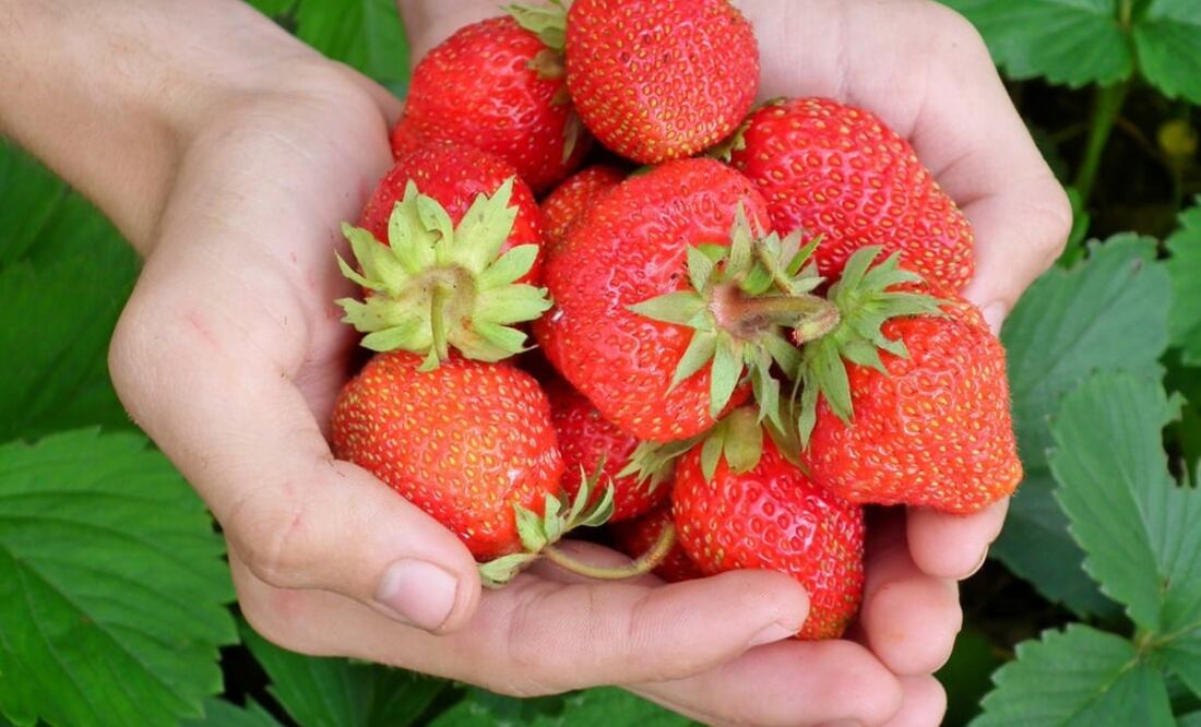 Las fresas limpian y blanquean los dientes. (Fotos: Pixabay)