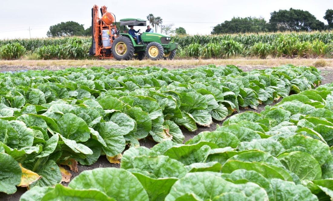 Tamaulipas se coloca en primer lugar nacional en crecimiento de actividades primarias: Desarrollo Rural (08/08/2025). Foto: Especial