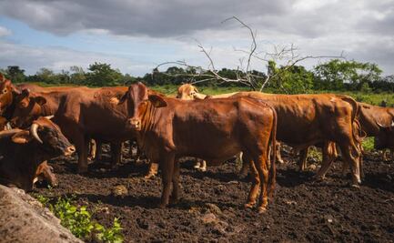 Yucatán mantiene bajo control brote de gusano barrenador, asegura Joaquín Díaz Mena; 90% de animales afectados, ya están recuperados, dice
